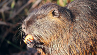 nutria 2-4827977 1280